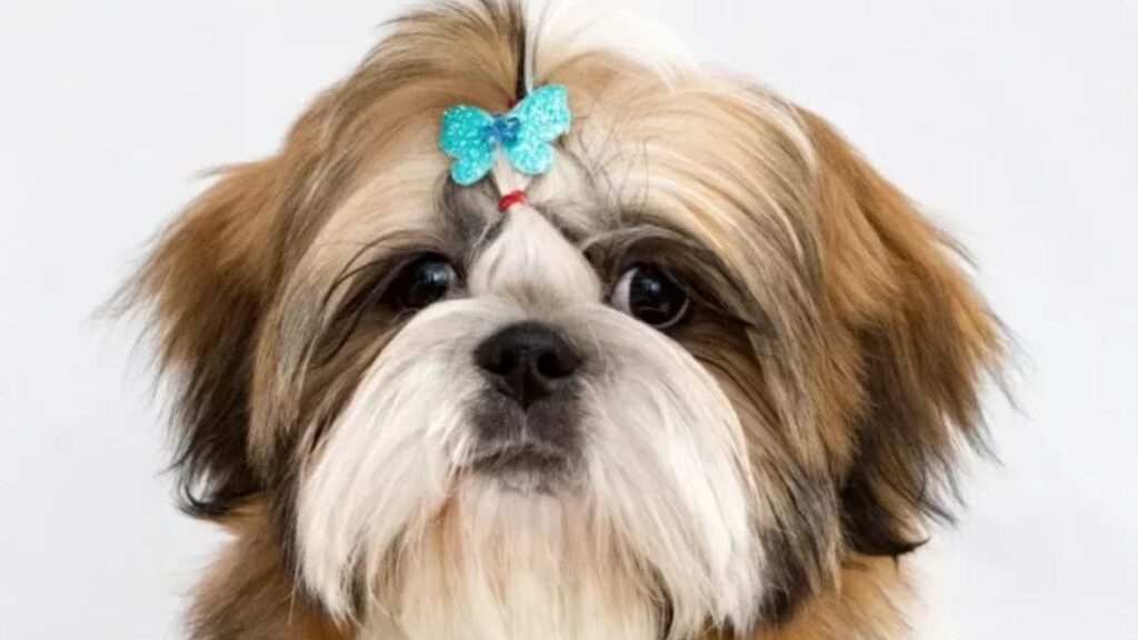 Como Fortalecer a Relação Tutor e Shih Tzu