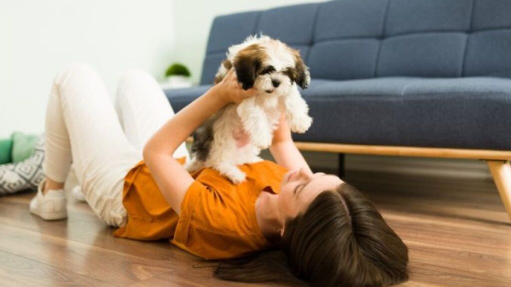 Shih tzu com tutor comprimida