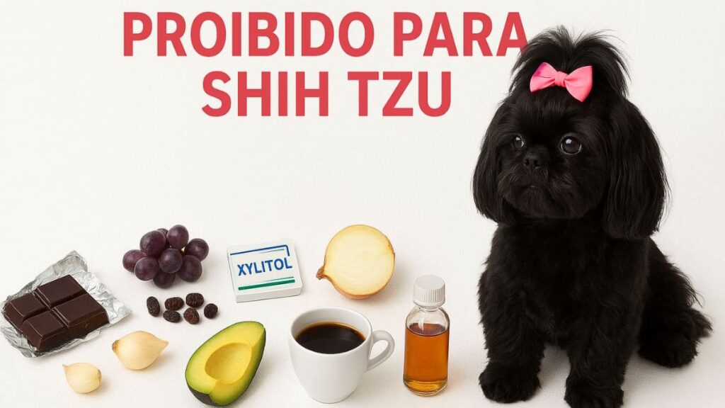 Shih Tzu Preto com aviso 'PROIBIDO PARA SHIH TZU', cercado por uvas, chocolate, cebola, alho, abacate, xilitol e café, listando O que Shih Tzu Não Pode Comer