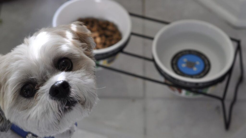 Alimentação do Shih Tzu: cachorro olhando para a câmera ao lado de potes de ração e água em suporte elevado.