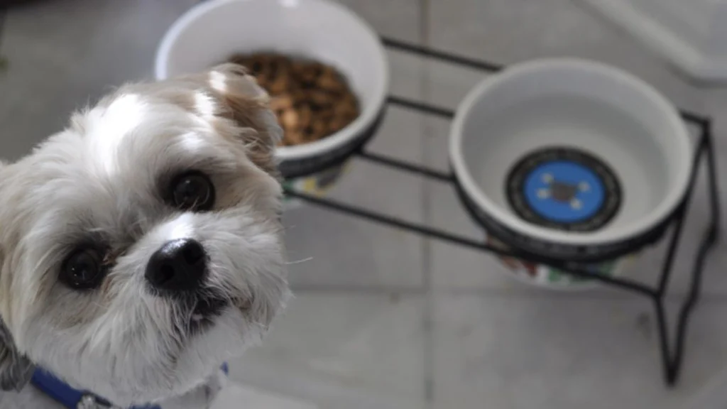 Alimentação do Shih Tzu: Da Ração à Dieta Natural 2 Alimentação do Shih Tzu: cachorro olhando para a câmera ao lado de potes de ração e água em suporte elevado.