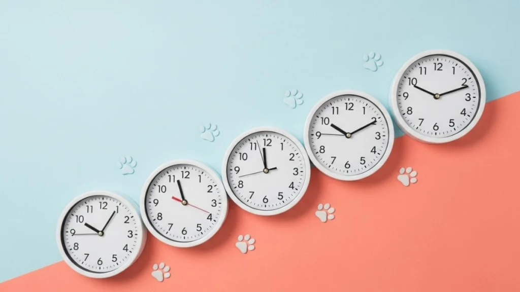 Como Acostumar Shih Tzu a Ficar Sozinho: Método Eficaz para Tutores 4 Representação visual das etapas de tempo para acostumar shih tzu a ficar sozinho