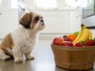 Shih Tzu sentado ao lado de uma cesta de frutas frescas como maçã e banana, representando a escolha de frutas para Shih Tzu seguras.