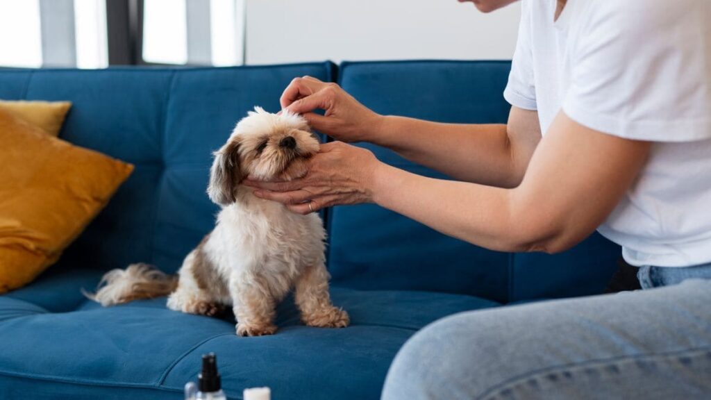 Pessoa limpando delicadamente a área ao redor dos olhos de um cão da raça Shih Tzu branco e marrom, que está sentado em um sofá azul.