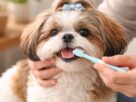 Pessoa escovando os dentes de um Shih Tzu com escova dental pet, demonstrando como escovar os dentes do Shih Tzu corretamente.