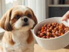 Cão Shih Tzu branco e marrom olhando com atenção para uma tigela branca contendo ração úmida para Shih Tzu com pedaços de carne e cenoura, segurada por uma pessoa.