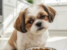 Cão Shih Tzu tricolor (marrom, branco, preto) com expressão de desprezo e severa hesitação, olhando de forma cética para uma tigela de aço cheia de comida fresca e natural (peixe, mirtilos, vegetais) em uma cozinha. Ilustra um Shih Tzu enjoado para comer.