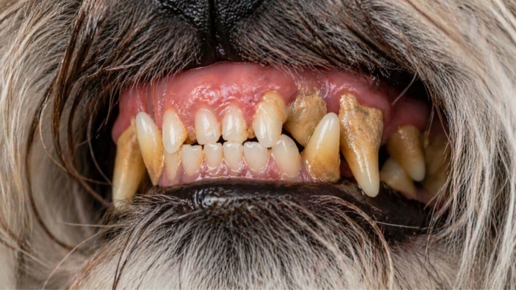 Close focado e detalhado na dentição superior de um cachorro Shih Tzu mais velho. A imagem revela dentes incisivos e caninos cobertos por uma espessa camada de tártaro e placa bacteriana de cor amarelada e marrom. A gengiva está visivelmente inflamada e vermelha (gengivite). Este nível de acúmulo de sujeira é a principal causa do mau hálito em Shih Tzu. A área ao redor do focinho e barba está cinza e branca, sugerindo idade avançada. A iluminação é direta e clara.