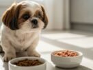 Shih Tzu diante de dois potes com ração seca e úmida, ilustrando como trocar a ração do Shih Tzu sem transtornos.