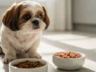 Shih Tzu diante de dois potes com ração seca e úmida, ilustrando como trocar a ração do Shih Tzu sem transtornos.