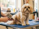 Detalhes de uma tosa higiênica em Shih Tzu, mostrando um profissional em um pet shop que utiliza uma rasqueadeira para escovar a pelagem das patas traseiras do cão sobre a mesa de atendimento.