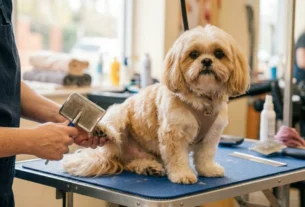 Detalhes de uma tosa higiênica em Shih Tzu, mostrando um profissional em um pet shop que utiliza uma rasqueadeira para escovar a pelagem das patas traseiras do cão sobre a mesa de atendimento.