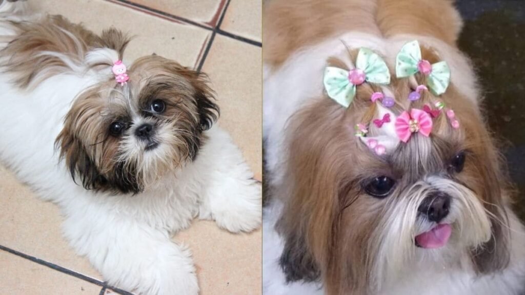 Uma imagem de antes e depois mostrando à esquerda um Shih Tzu filhote com laço rosa pequeno deitada no chão, e à direita a mesma cadelinha adulta com penteado elaborado e laços verdes e rosa.