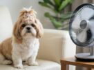 Um cachorro da raça Shih Tzu, com pelagem branca e marrom e um laço decorativo na cabeça, está sentado em um sofá de couro creme. Ele olha diretamente para a câmera. À sua direita, em cima de uma mesa de madeira, um ventilador de mesa moderno e prateado está ligado, com as pás girando visivelmente. O Shih Tzu parece estar se refrescando com o vento do ventilador, ilustrando que a raça shih tzu sente muito calor. O fundo é uma sala de estar com uma planta desfocada.