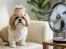 Um cachorro da raça Shih Tzu, com pelagem branca e marrom e um laço decorativo na cabeça, está sentado em um sofá de couro creme. Ele olha diretamente para a câmera. À sua direita, em cima de uma mesa de madeira, um ventilador de mesa moderno e prateado está ligado, com as pás girando visivelmente. O Shih Tzu parece estar se refrescando com o vento do ventilador, ilustrando que a raça shih tzu sente muito calor. O fundo é uma sala de estar com uma planta desfocada.