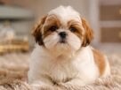 Close focado em um filhote de Shih Tzu macho com pelagem branca e manchas caramelo ao redor dos olhos e orelhas. O cãozinho está deitado confortavelmente sobre um tapete felpudo bege em uma sala de estar bem iluminada. Ele olha fixamente para a câmera com uma expressão doce e curiosa. O fundo está suavemente desfocado, destacando as características ideais para quem procura nomes para Shih Tzu macho.