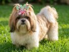 Shih Tzu de 11 anos Luna em um jardim